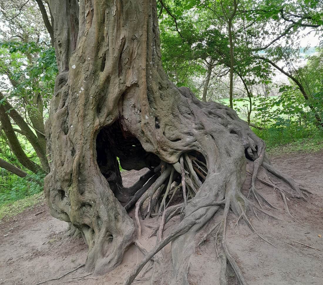 Mehr über den Artikel erfahren Der Mensch ist Gast in der Natur